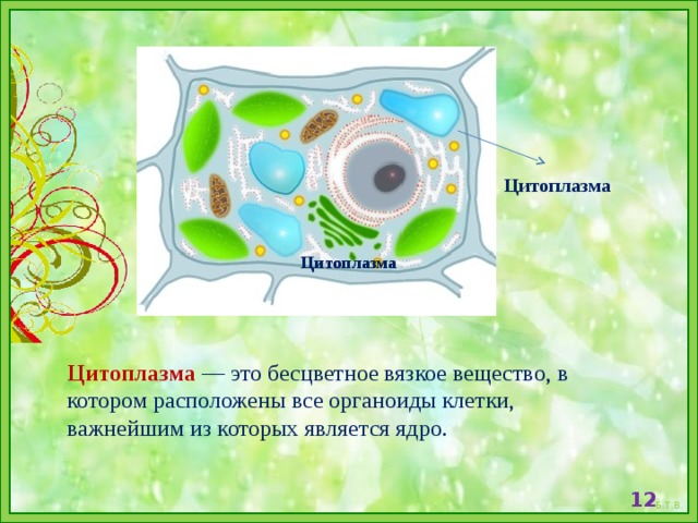 Клетки растений содержат хлорофилл. Хлоропласты содержит пегмент хлорофилла. Какое вещество содержится в хлоропластах. Клетка основа жизни. Цитоплазма бесцветное вязкое вещество.