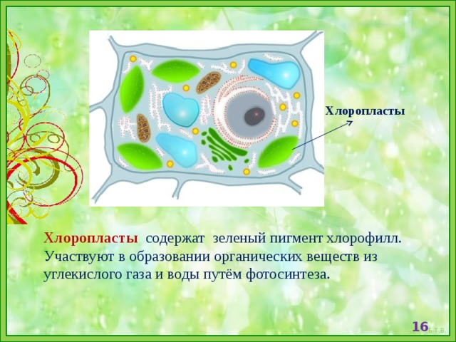 Проект на тему клетки