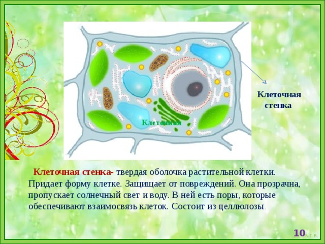 Клеточная стенка 5 класс. Целлюлозная клеточная стенка растительной клетки. Клеточная оболочка Целлюлоза растительной клетки. Клетка биология строение клеточная стенка. Целлюлозная оболочка растительной клетки.