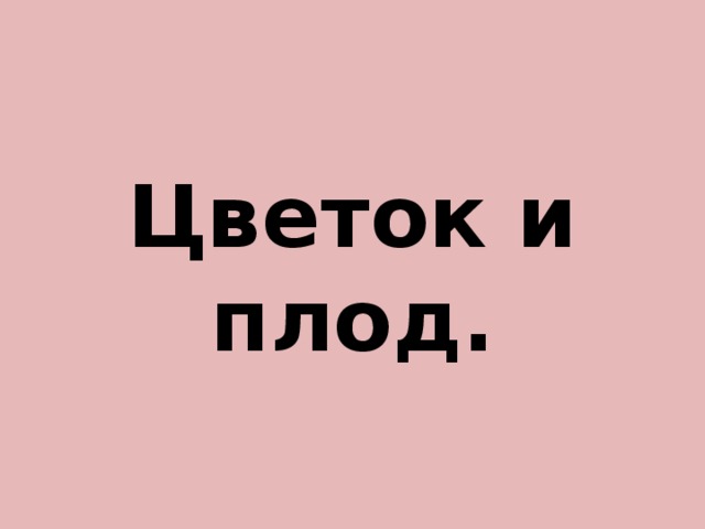 Цветок и плод. 