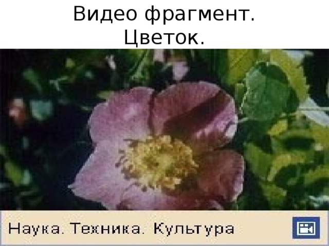 Видео фрагмент.  Цветок. 