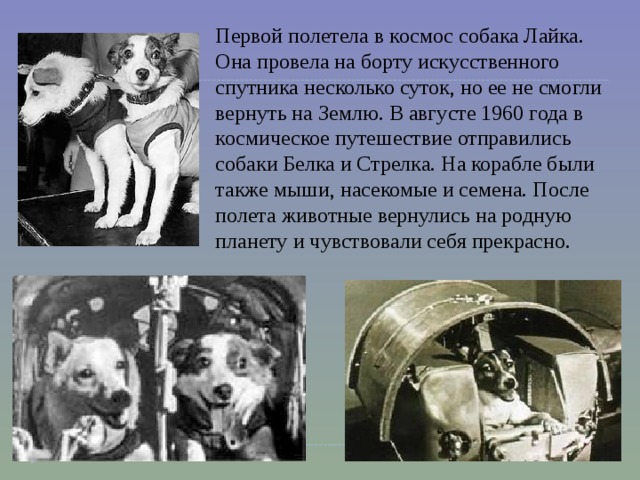 Самая первая собака полетевшая в космос. Первая собакка летавшая в космос. Собака лайка в космосе. Первые собаки в космосе. Первая собака на Луне.