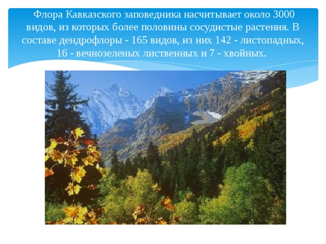 Флора Кавказского заповедника насчитывает около 3000 видов, из которых более половины сосудистые растения. В составе дендрофлоры - 165 видов, из них 142 - листопадных, 16 - вечнозеленых лиственных и 7 - хвойных. 