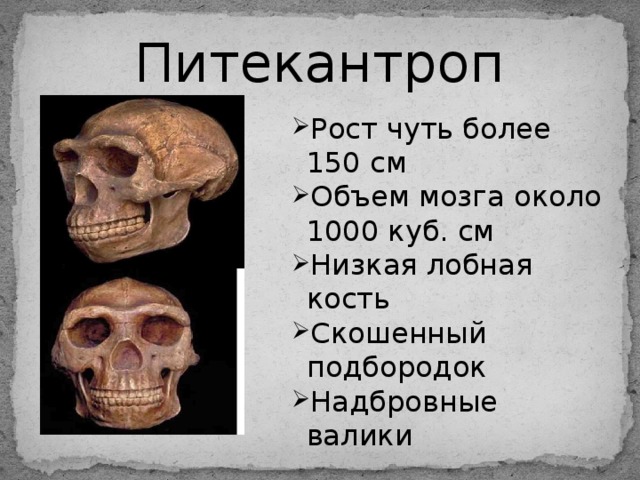 Питекантроп Рост чуть более 150 см Объем мозга около 1000 куб. см Низкая лобная кость Скошенный подбородок Надбровные валики 