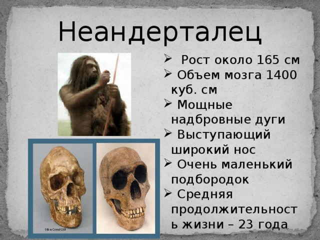 Неандерталец  Рост около 165 см  Объем мозга 1400 куб. см  Мощные надбровные дуги  Выступающий широкий нос  Очень маленький подбородок  Средняя продолжительность жизни – 23 года 