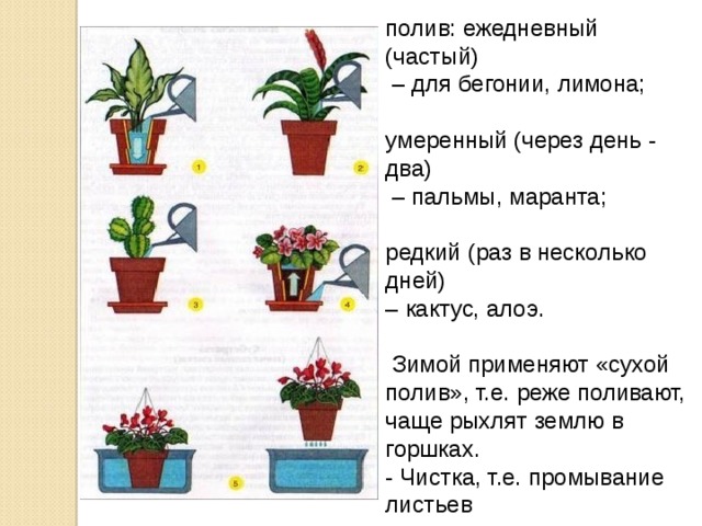 Сколько раз поливать растение