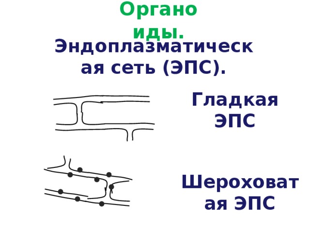 Органоиды. Эндоплазматическая сеть (ЭПС). Гладкая ЭПС Шероховатая ЭПС 