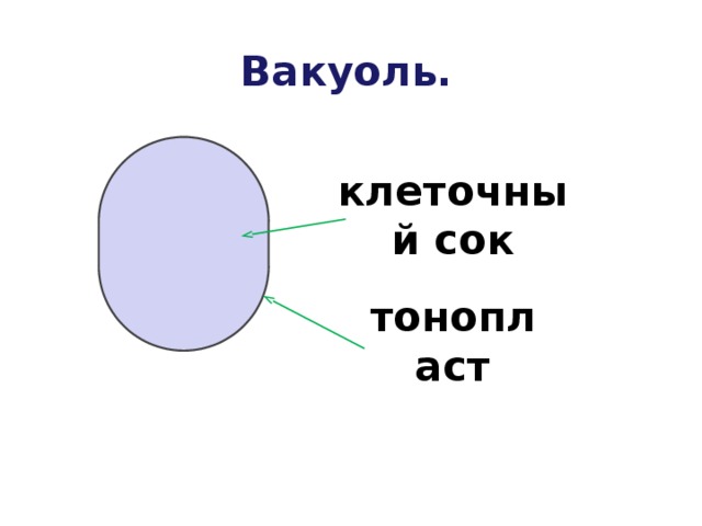 Вакуоль строение рисунок