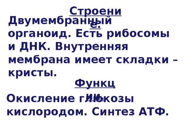 Строение. Двумембранный органоид. Есть рибосомы и ДНК. Внутренняя мембрана имеет складки – кристы. Функции. Окисление глюкозы кислородом. Синтез АТФ. 