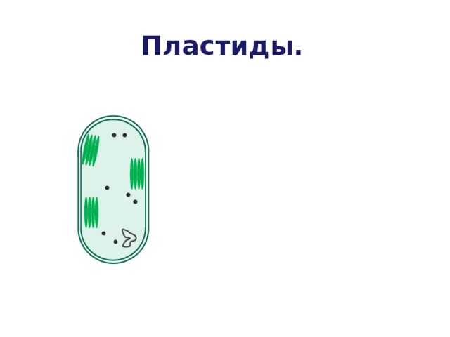 Пластиды. 