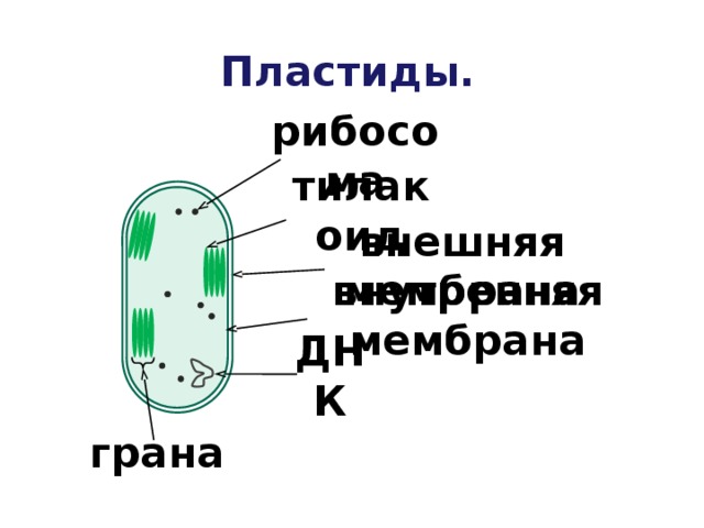 Пластиды. рибосома тилакоид внешняя мембрана внутренняя мембрана ДНК грана 