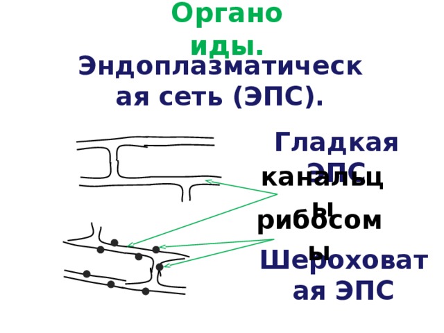 Органоиды. Эндоплазматическая сеть (ЭПС). Гладкая ЭПС канальцы рибосомы Шероховатая ЭПС 