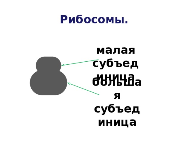 Рибосомы. малая субъединица большая субъединица 