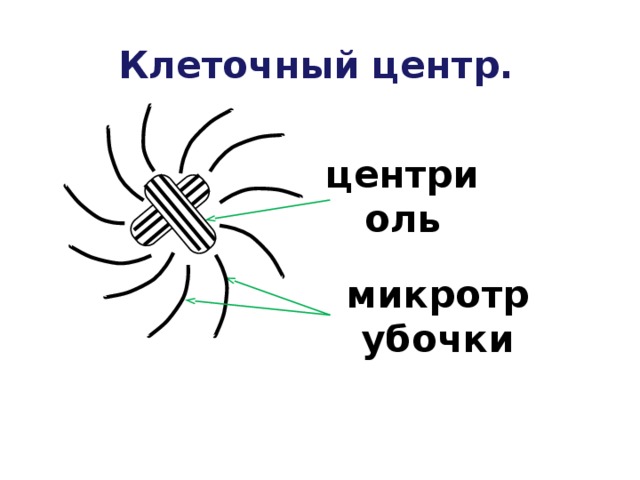 Клеточный центр. центриоль микротрубочки 