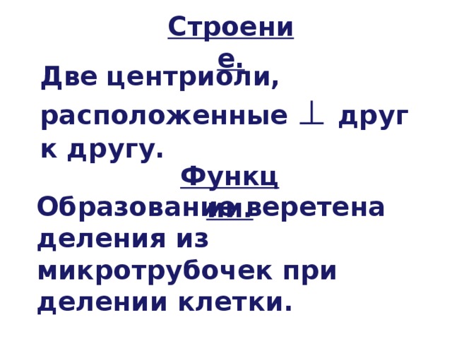 Строение. Две центриоли, расположенные ⊥ друг к другу. Функции. Образование веретена деления из микротрубочек при делении клетки. 