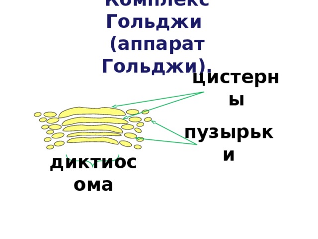 Комплекс Гольджи (аппарат Гольджи). цистерны пузырьки диктиосома 