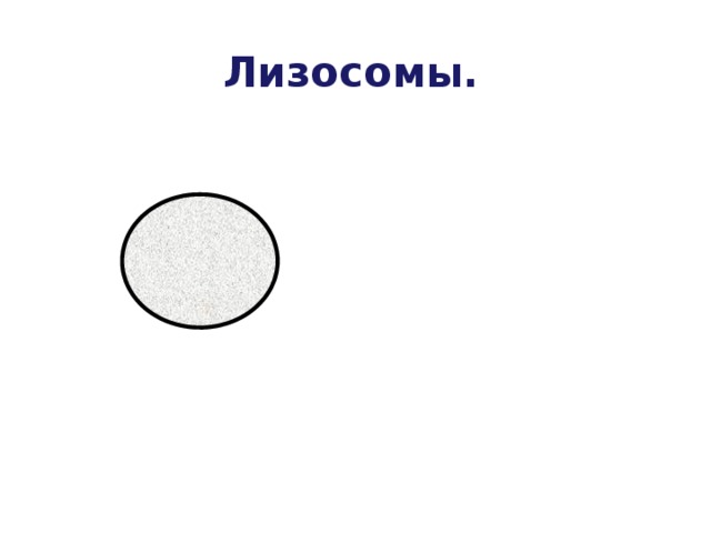 Лизосомы. 