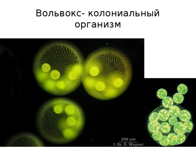 Вольвокс- колониальный организм 