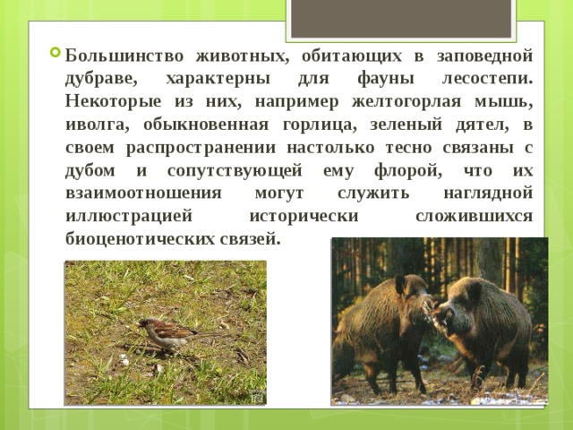 Большинство животных. Заповедник Белогорье в Белгородской области сообщение. Заповедники Белгородской области презентация. Заповедники и национальные парки Белгородской области. Заповедники Белгорода.