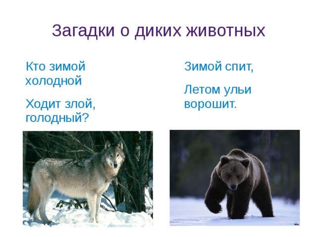 Загадки о диких животных Кто зимой холодной Ходит злой, голодный? Зимой спит, Летом ульи ворошит. 
