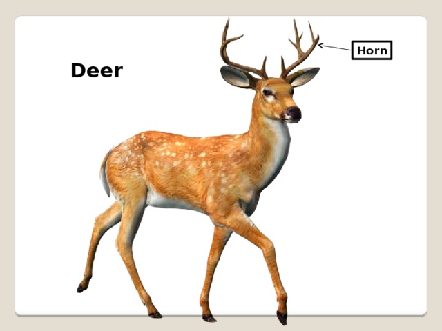 Horn Deer  