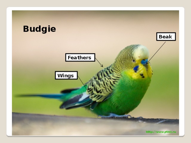 Budgie Beak Feathers Wings 