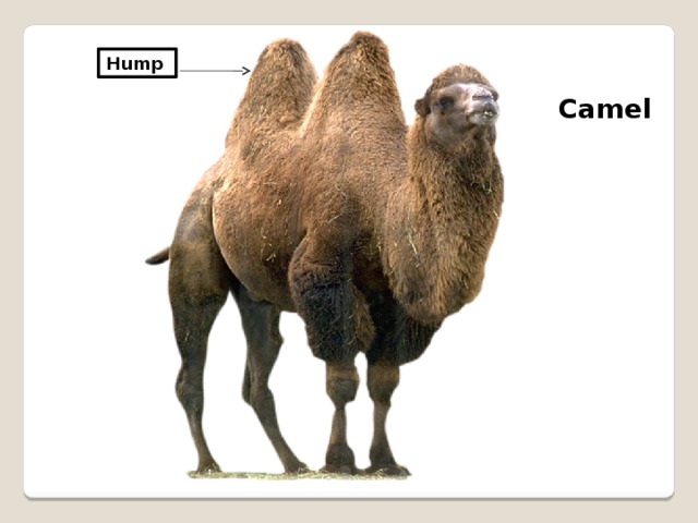 Hump Camel 