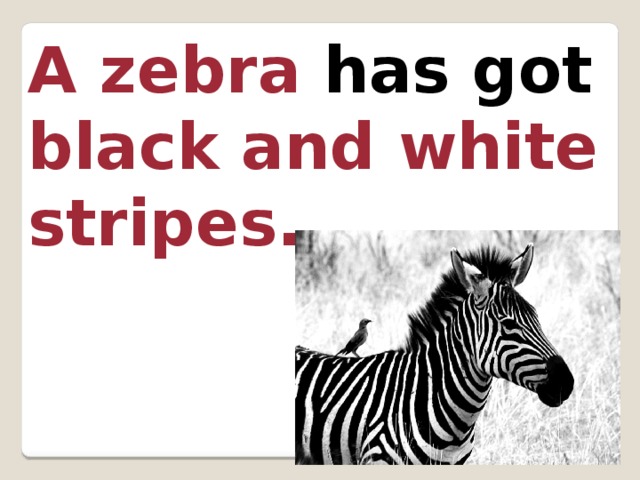 A zebra has got black and white stripes. 