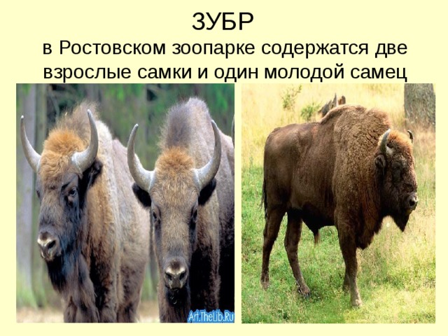 ЗУБР   в Ростовском зоопарке содержатся две взрослые самки и один молодой самец 