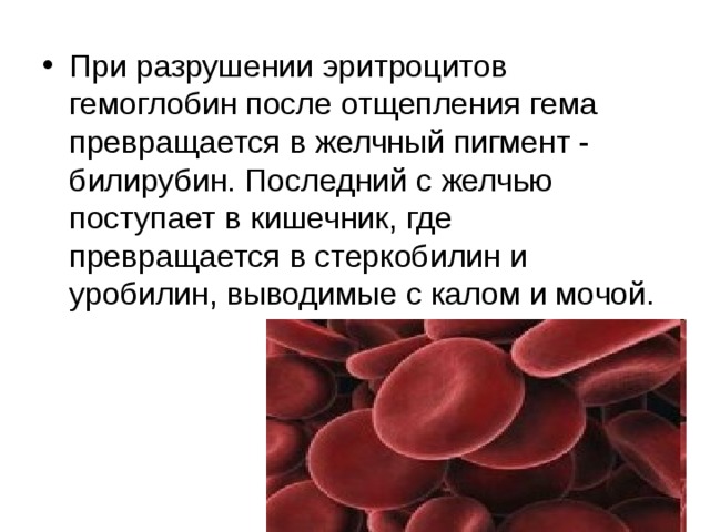 Кровь образуется в печени