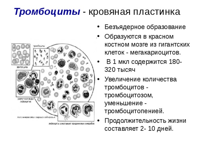 Схема образования тромбоцитов