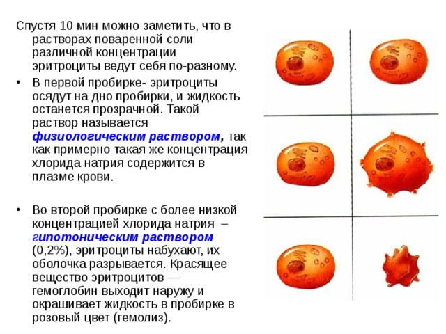 Посмотрите на изображение эритроцитов в разной среде в каком растворе находятся эритроциты на третье