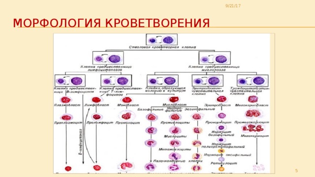 Схема образования клеток крови