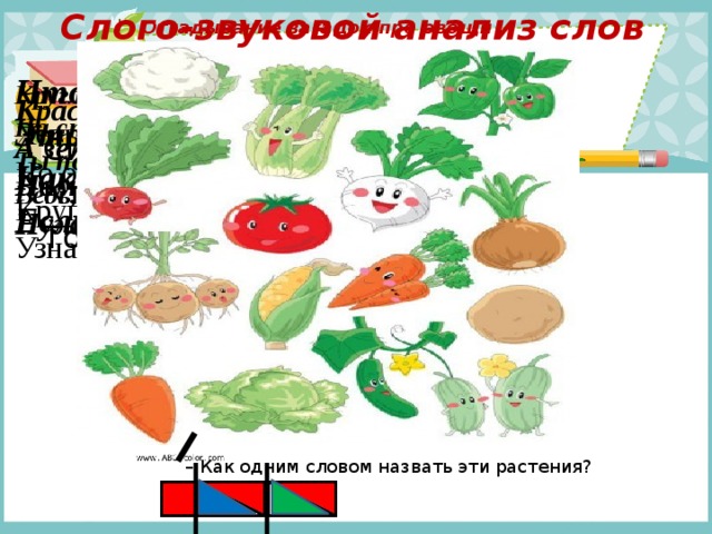  Слого-звуковой анализ слов Отгадывание загадок про овощи Что за скрип, что за хруст? Это что еще за куст? Как же быть без хруста, Если я … . Кругла, рассыпчата, бела, На стол она с полей пришла. Ты посоли ее немножко. Ведь, правда, вкусная … . Красный нос в землю врос, А зеленый хвост снаружи. Нам зеленый хвост не нужен, Нужен только красный нос. Хоть я и сахарной зовусь, Но от дождей я не размокла. Крупна, кругла, сладка на вкус. Узнали вы? Я … . Сидит дед во сто шуб одет. Кто его раздевает, Тот слезы проливает – Как одним словом назвать эти растения? 