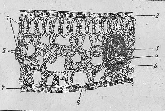 На рисунке кожица листа традесканции под микроскопом что изображено на рисунке под цифрой 1