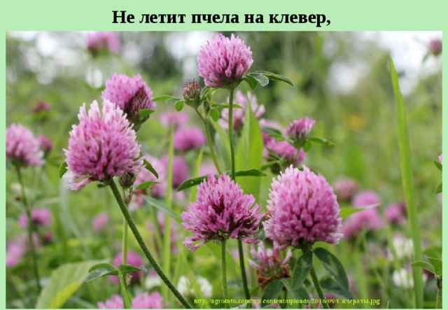 Не летит пчела на клевер,  