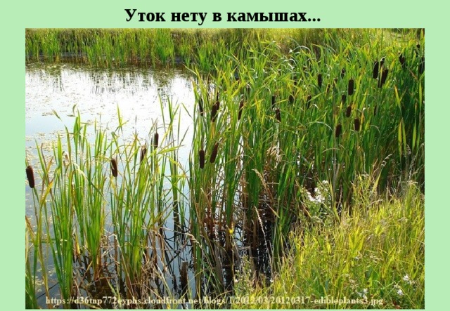 Уток нету в камышах...  