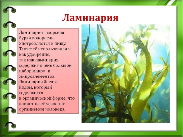 Ламинария 