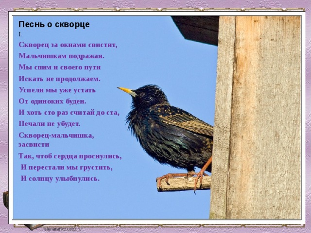 Текст про скворца. Стихотворение про скворца. Стихотворение про Скворцов. Стихотворение про скворца для детей. Загадка про скворца.