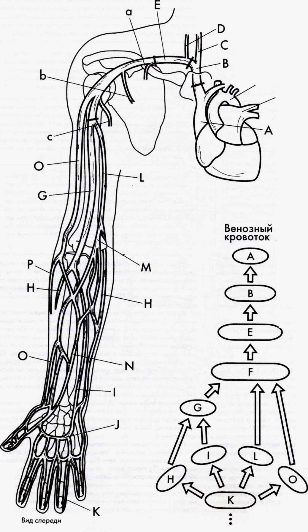 Кровообращение верхней конечности. Верхняя конечность Вена анатомия. Вены верхней конечности анатомия схема. Схема венозного кровотока верхней конечности. Локтевая Вена анатомия.