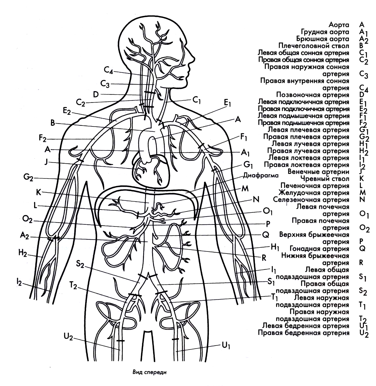 Артерии в схемах