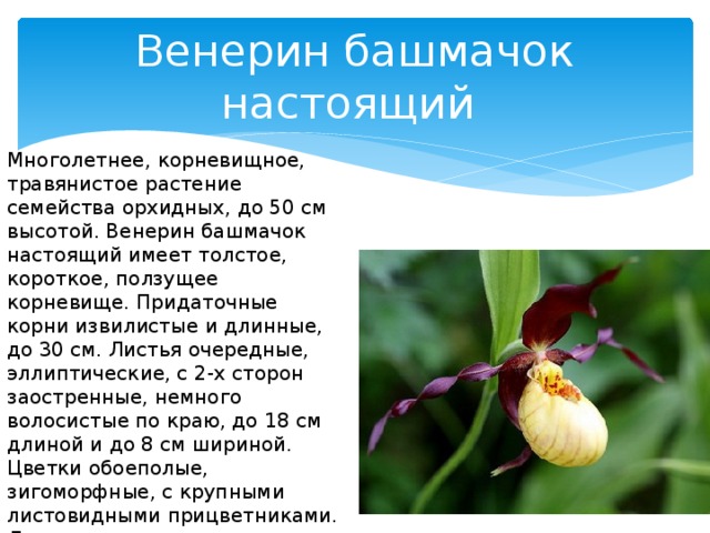 План рассказа о растении. Рассказ о растении Венерин башмачок. Венерин башмачок паспорт растения. Растения красной книги Венерин башмачок. Красная книга России Венерин башмачок.