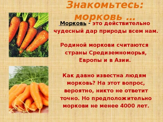 Знакомьтесь: морковь …  Морковь - это действительно чудесный дар природы всем нам.   Родиной моркови считаются страны Средиземноморья, Европы и в Азии.  Как давно известна людям морковь? На этот вопрос, вероятно, никто не ответит точно. Но предположительно моркови не менее 4000 лет.   