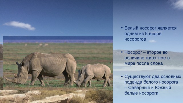 Белый носорог является одним из 5 видов носорогов Белый носорог является одним из 5 видов носорогов Носорог – второе во величине животное в мире после слона Носорог – второе во величине животное в мире после слона Существуют два основных подвида белого носорога – Северный и Южный белые носороги Существуют два основных подвида белого носорога – Северный и Южный белые носороги 