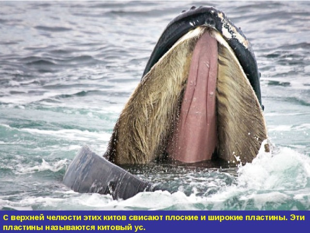 С верхней челюсти этих китов свисают плоские и широкие пластины. Эти пластины называются китовый ус. 