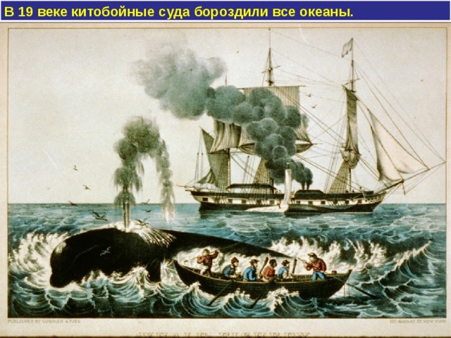 В 19 веке китобойные суда бороздили все океаны.    