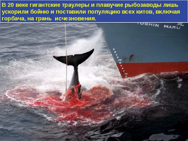 В 20 веке гигантские траулеры и плавучие рыбозаводы лишь ускорили бойню и поставили популяцию всех китов, включая горбача, на грань исчезновения. 