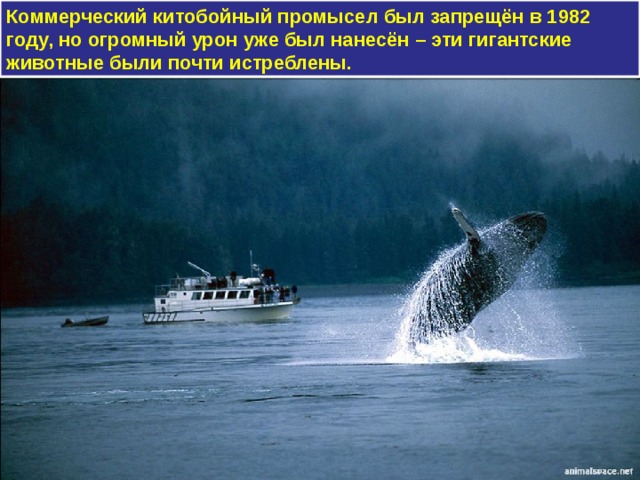 Коммерческий китобойный промысел был запрещён в 1982 году, но огромный урон уже был нанесён – эти гигантские животные были почти истреблены. 