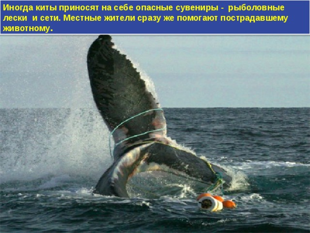 Иногда киты приносят на себе опасные сувениры - рыболовные лески и сети. Местные жители сразу же помогают пострадавшему животному . 