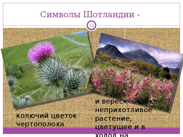 Символы Шотландии -  и вереск- стойкое неприхотливое растение, цветущее и в холод на каменистых кручах колючий цветок чертополоха
